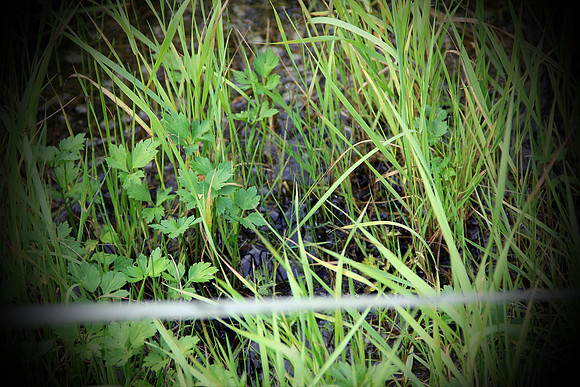 Letzter Schliff bei Wildsau-Dirt-Run 2016