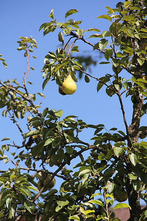 Natur in Torren