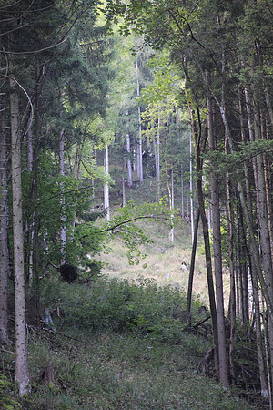 Natur in Torren