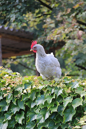 Natur in Torren