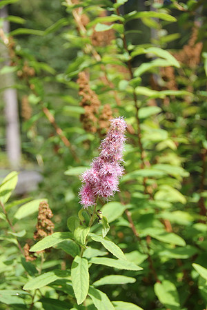 Natur in Torren