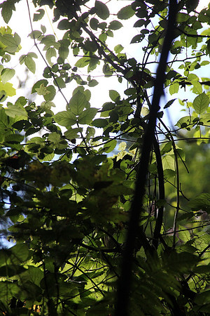 Natur in Torren
