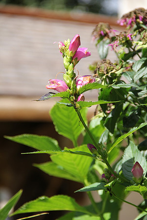 Natur in Torren