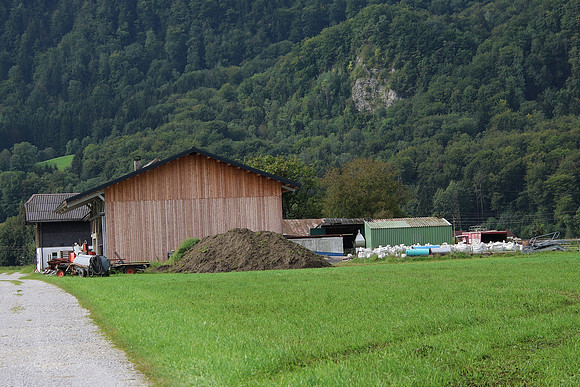 Störche
