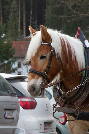 Adventspaziergang 2014